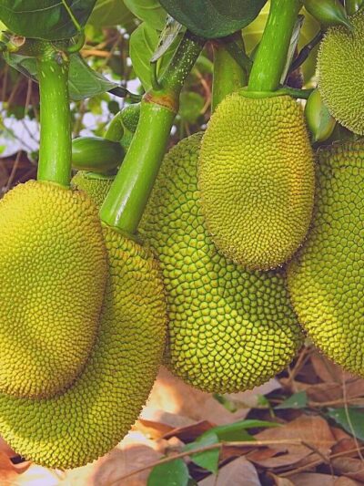 Jack Fruit, Kathal