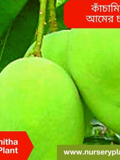 Kachamitha Mango Tree
