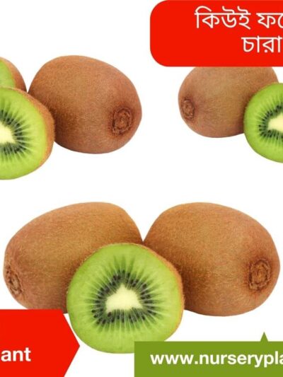 Kiwi Fruit