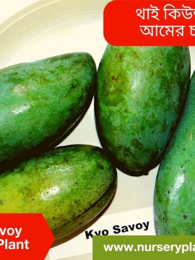 Qjai Mango Tree
