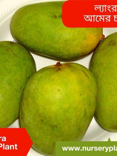 Langra Mango Tree For Sale