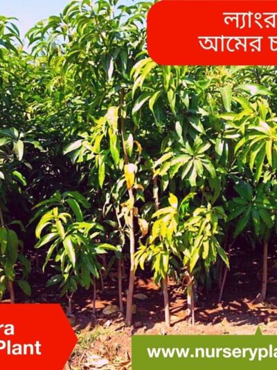 Langra Mango Tree