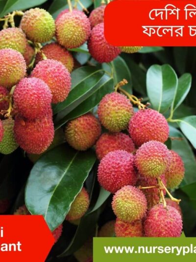 lychee