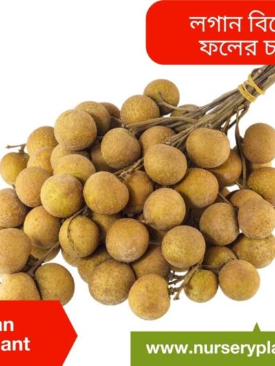 Longan Fruit