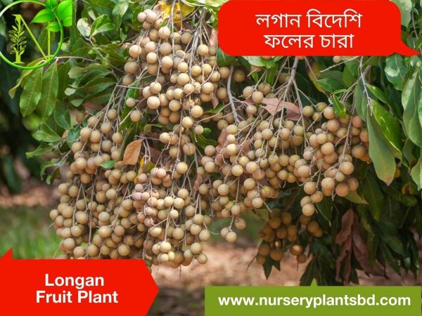 the-best-longan-fruit-trees-for-sale-2023