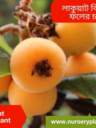 Loquat, Loquat Fruit