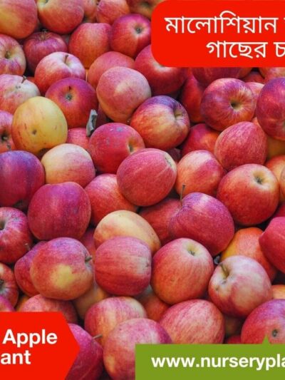 Malaysian Apple