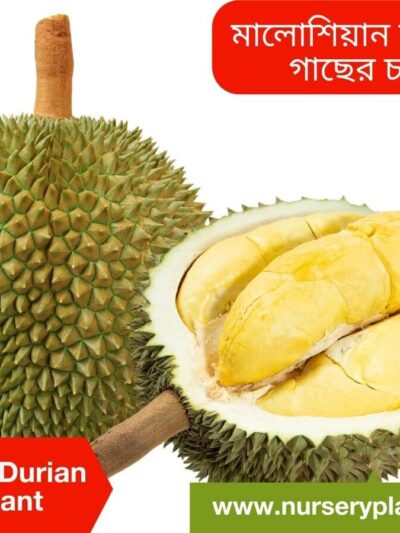 durian, durian fruit, Malaysian Durian Fruit
