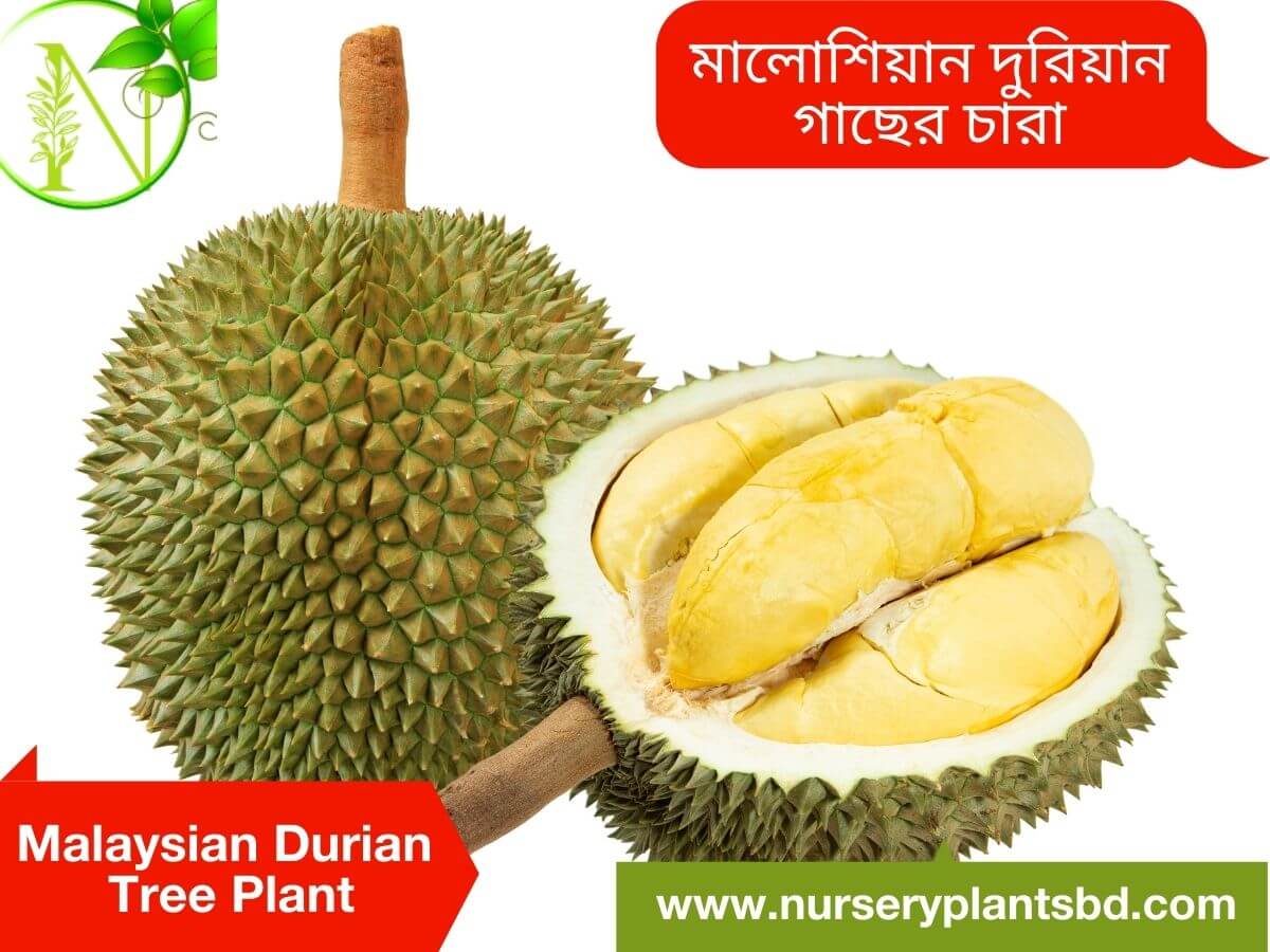 Durian, Durian Fruit, Malaysian Durian Fruit
