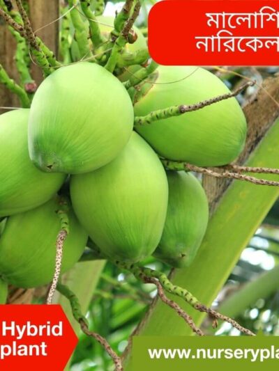 Malaysian Hybrid Coconut Tree
