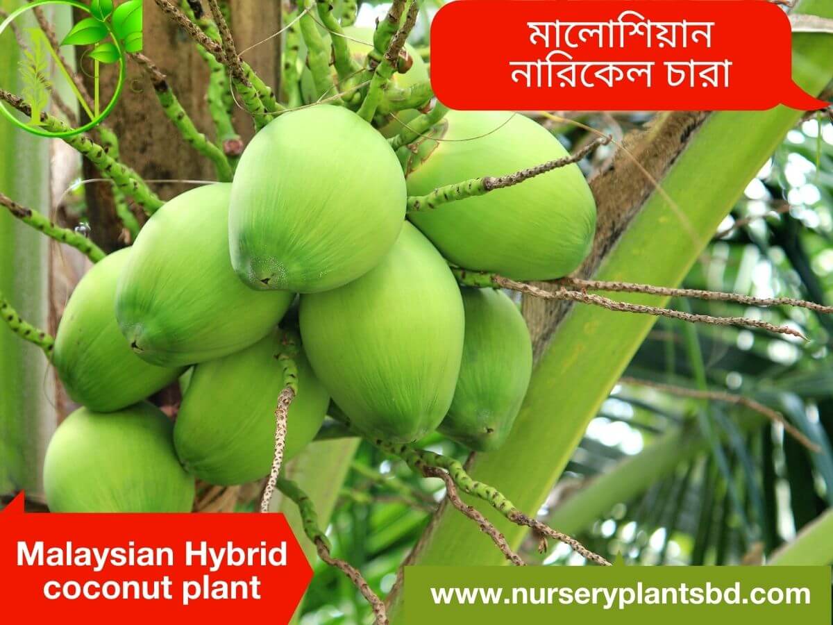 Malaysian Hybrid Coconut Tree