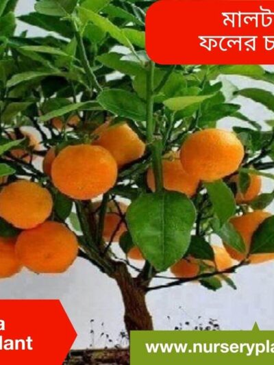 China Malta