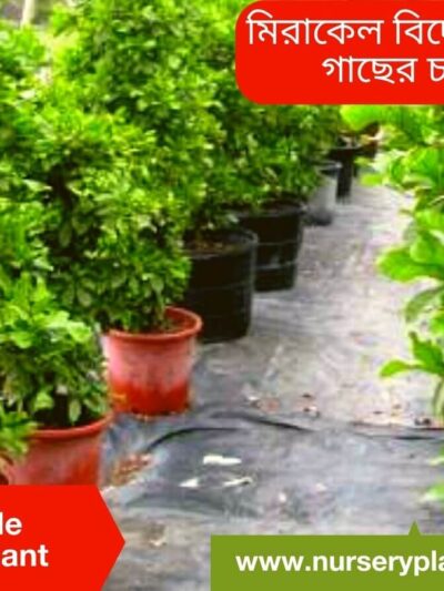 Miracle Fruit Tree Nursery