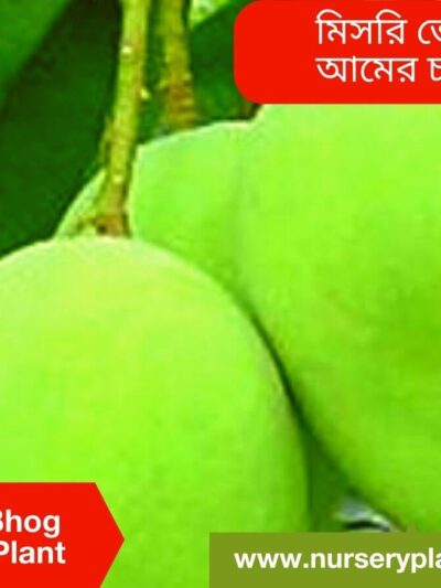 Mishri Bhog Mango Tree