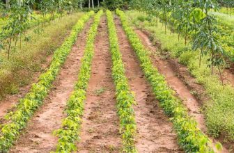 Nursery Plants Bangladesh 2023 Native Plant Nursery Near Me