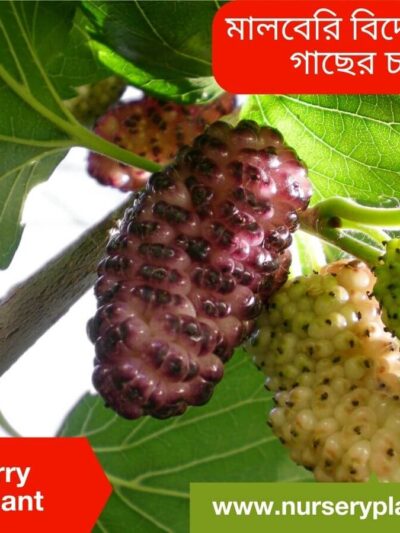 Mulberry Fruit Tree