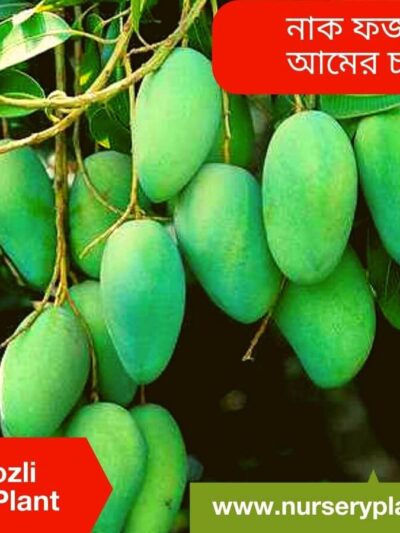 Nak Fozli Mango Tree For Sale