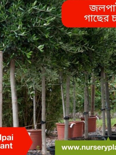 Olive-Jolpai Fruit Tree
