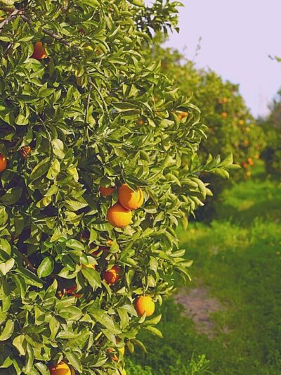 Orange-China-Darjeeling-Nagpuri