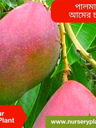 Palmar Mango Tree
