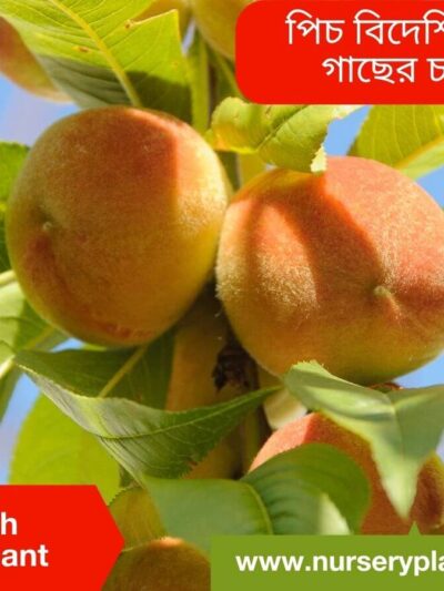 Peach Fruit
