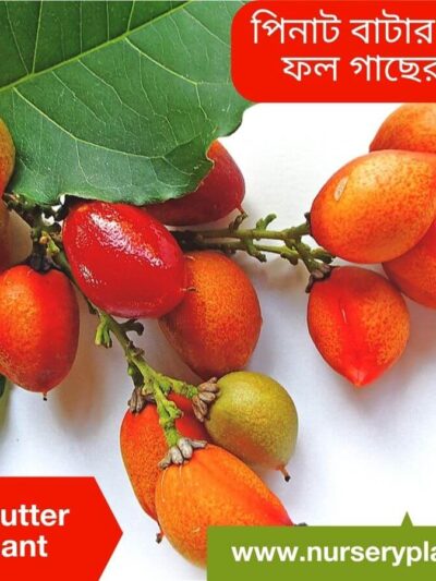 Peanut Butter Fruit