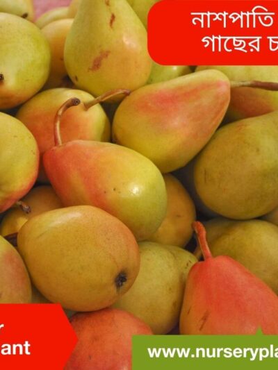 Pear-Nashpati Fruit Tree Nursery