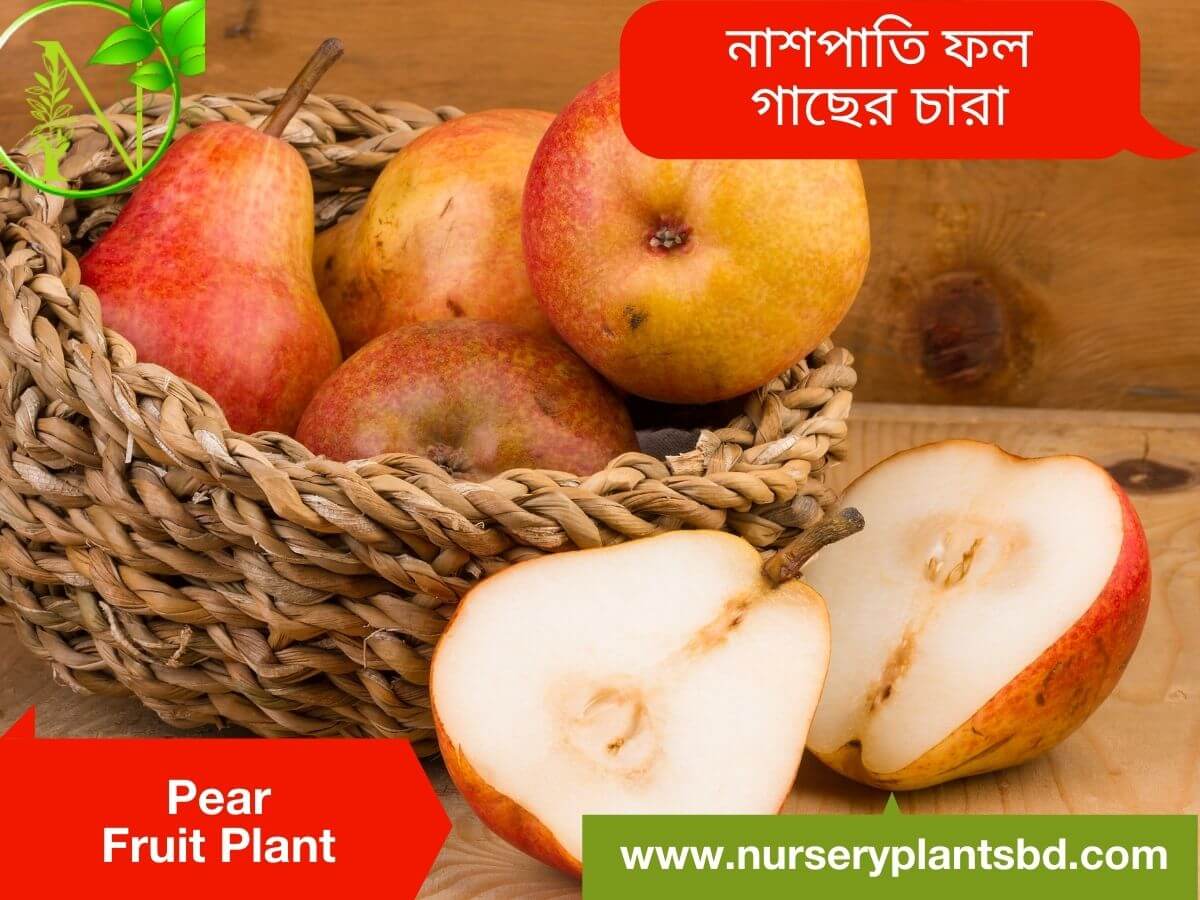 Pear-Nashpati Fruit