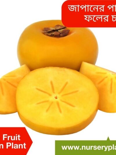 Persimmon Fruit