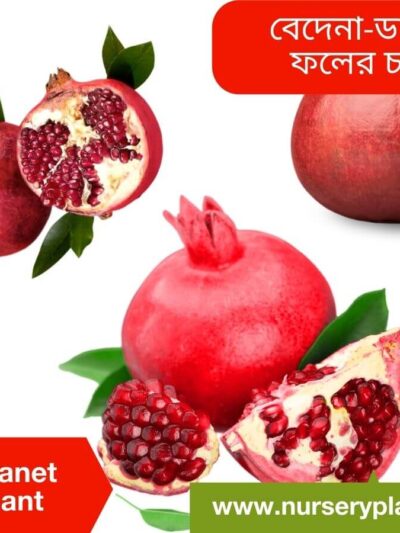 Pomegranet Fruit Tree