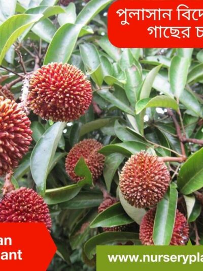 Pulasan Fruit Tree Nursery