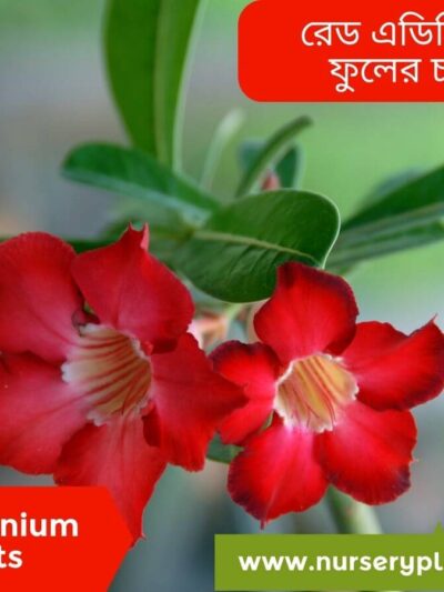 red adenium