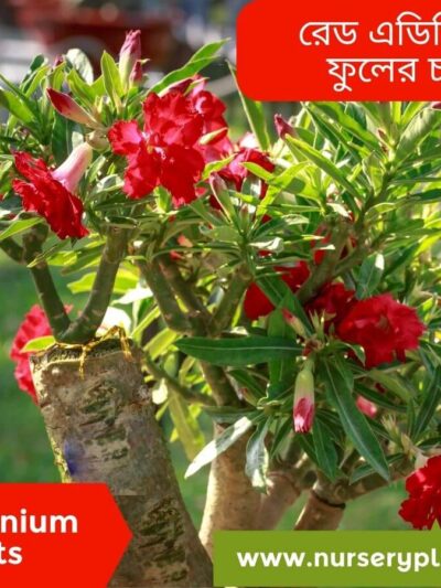 Red adenium flower plant For Sale