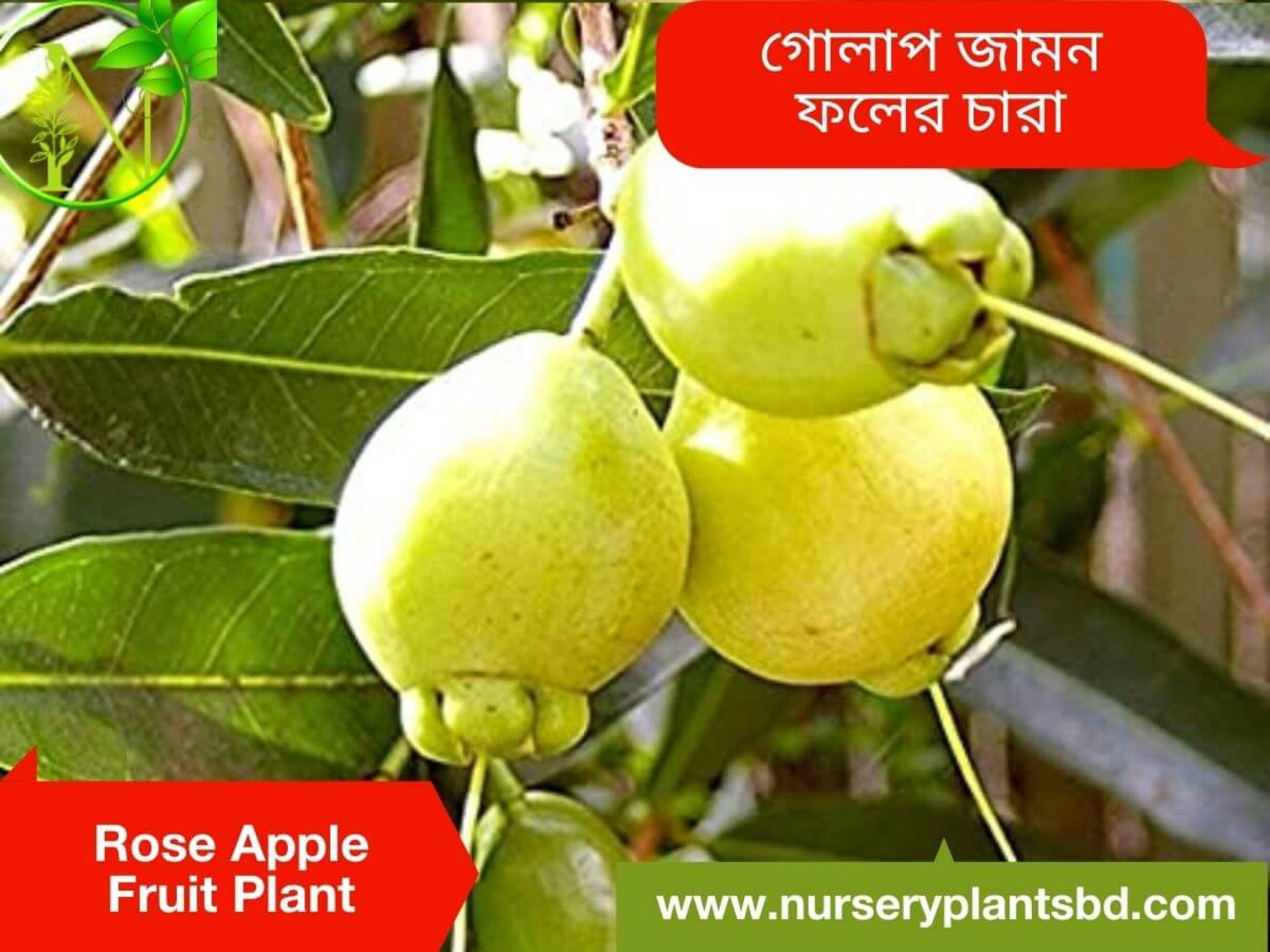 the-best-rose-apple-trees-for-sale-2023