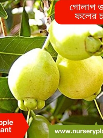 Rose Apple. Golap Jam