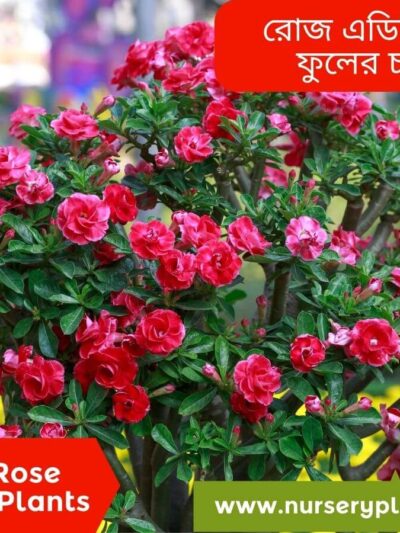 Rose adenium flower