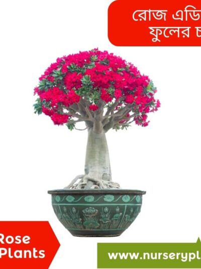 Rose adenium flower plant
