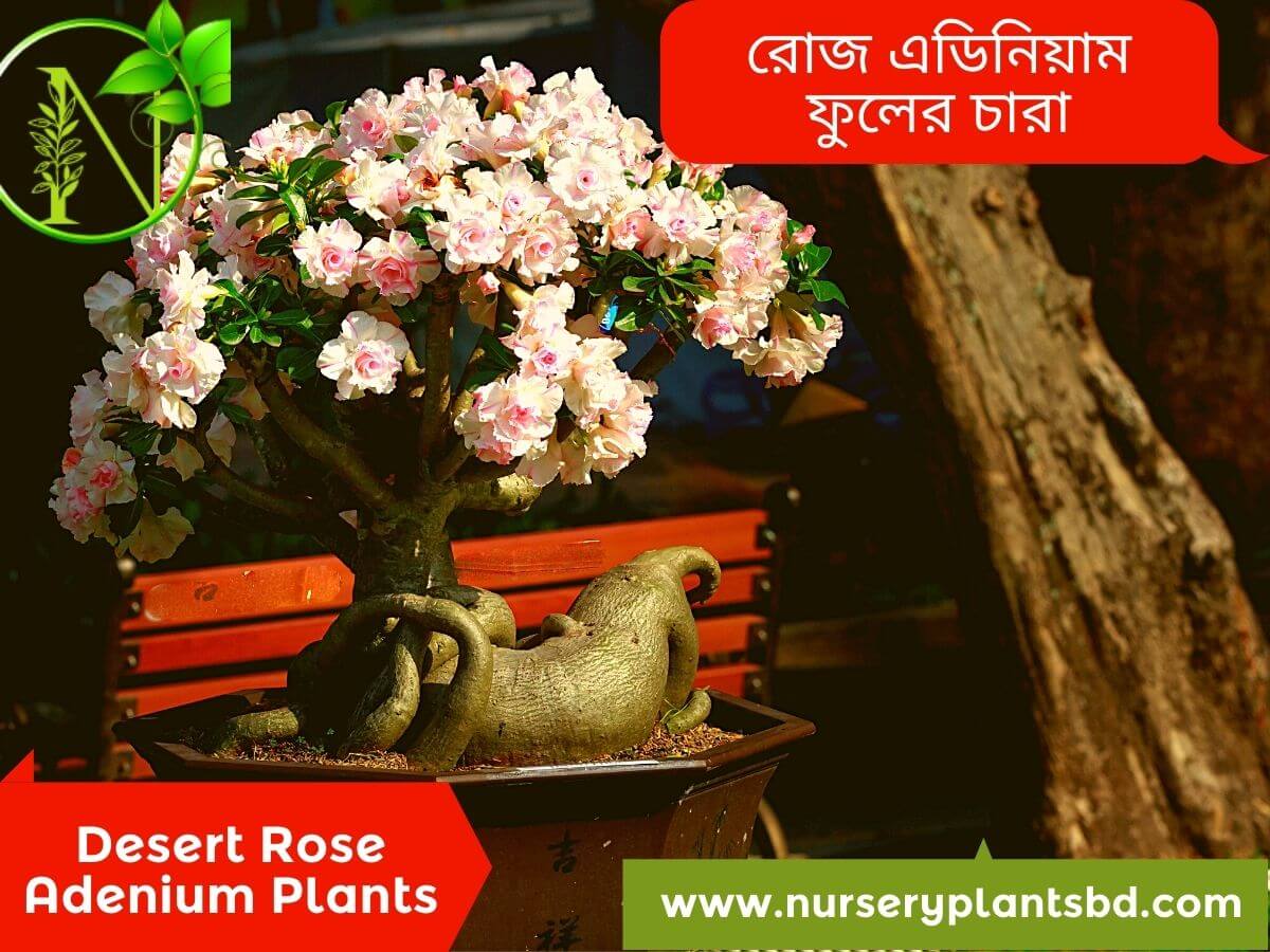 Rose Adenium Flower Plant For Sale