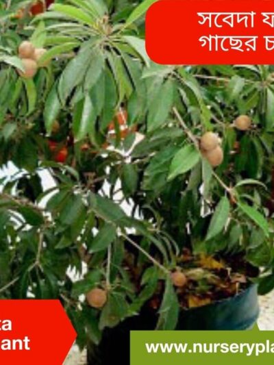 Sapota Fruit Tree Nursery