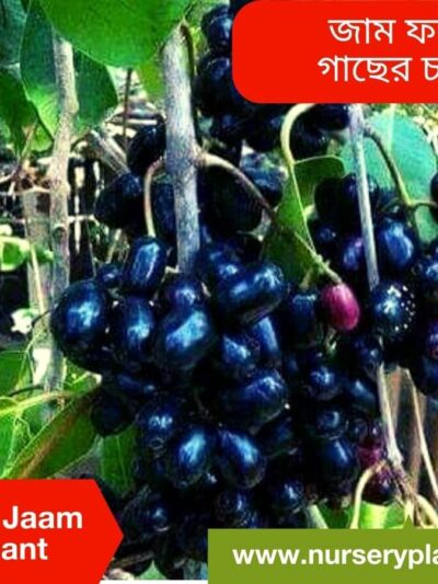 Seedless Jaam Fruit Tree Nursery