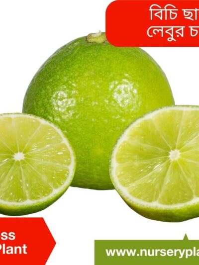 Seedless Lemon Tree