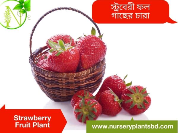 Strawberry Fruit