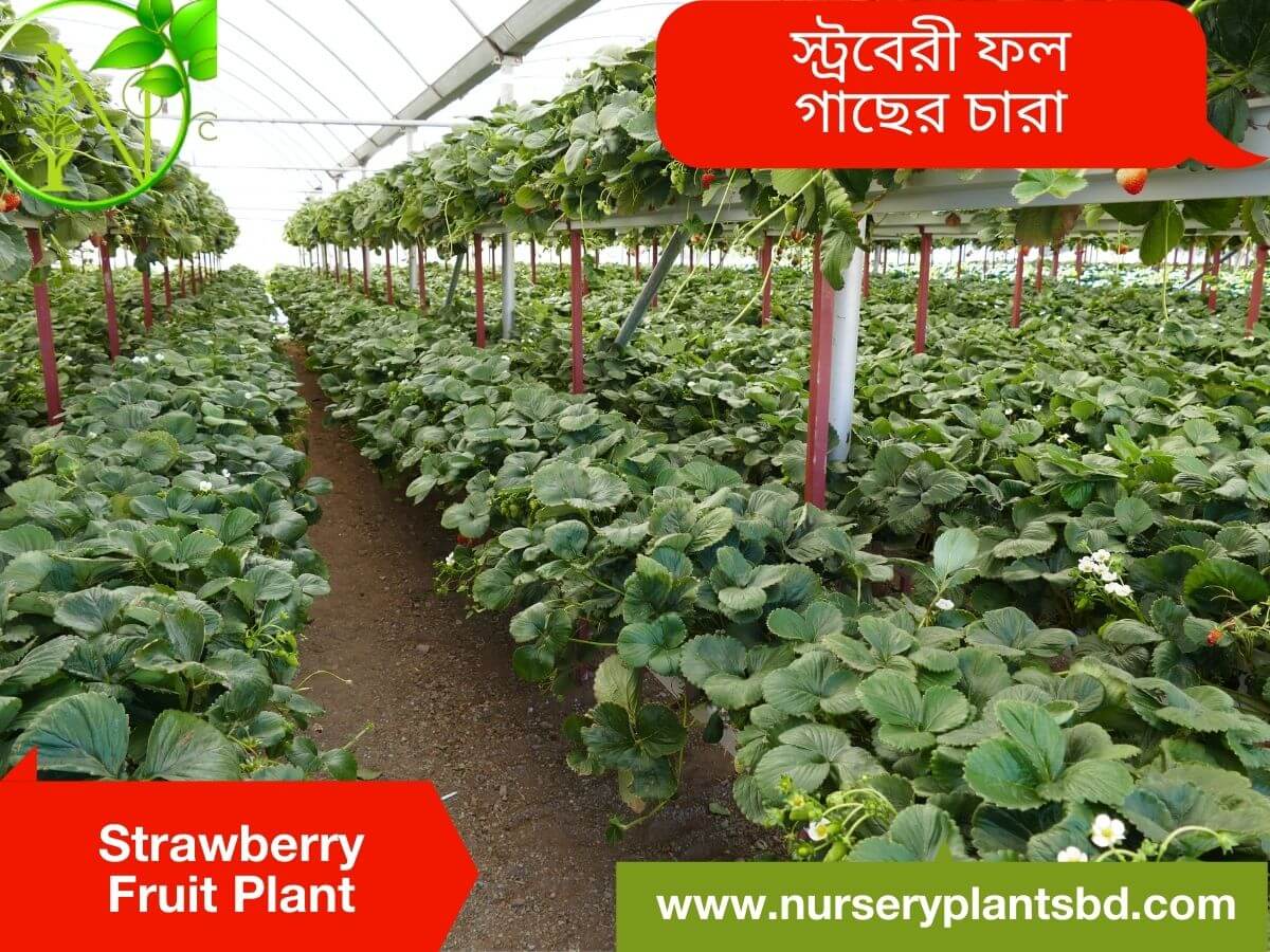 Strawberry Fruit Tree Nursery