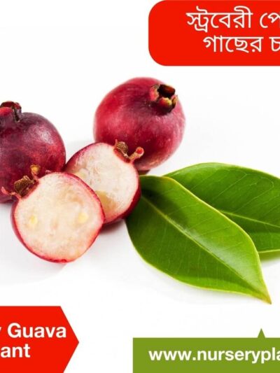 Strawberry Guava