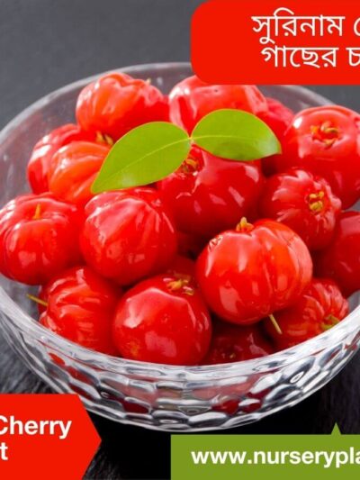 Surinam Cherry Fruit