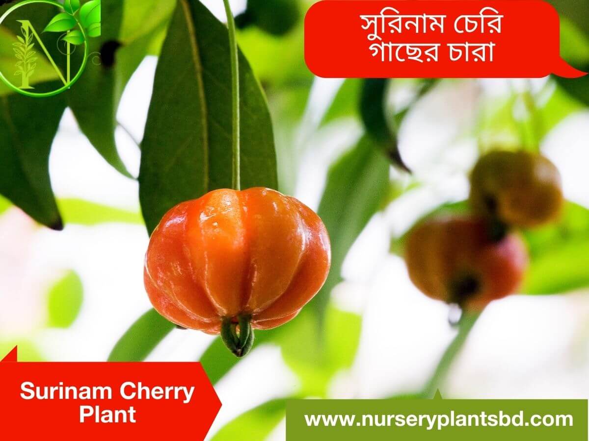 Surinam Cherry Fruit Tree Nursery