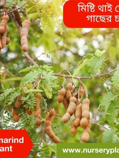 Sweet Tamarind Fruit Tree Nursery