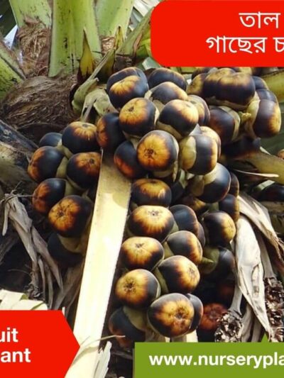 Tal Fruit Tree Nursery