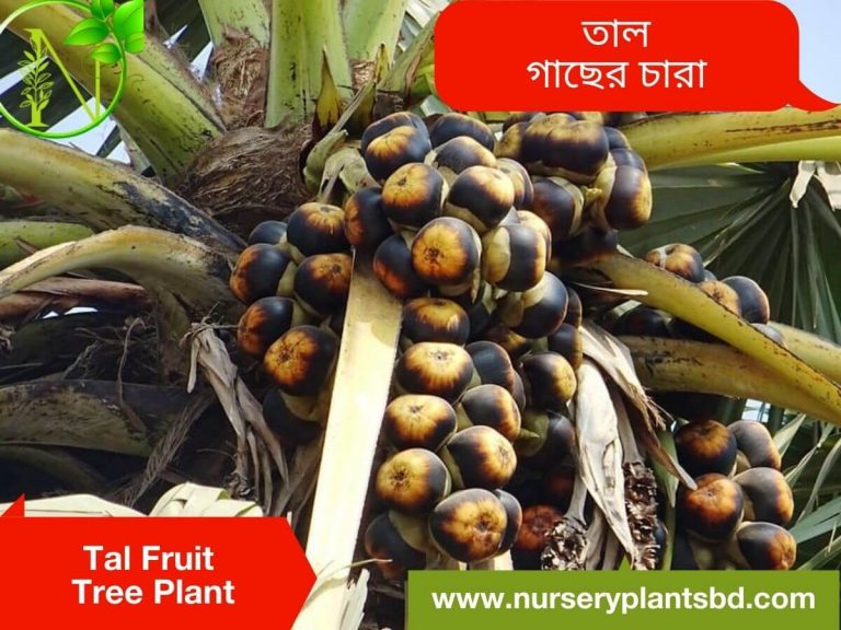 Palm Tree ( Taal ) Fruit Trees For Sale - 2021