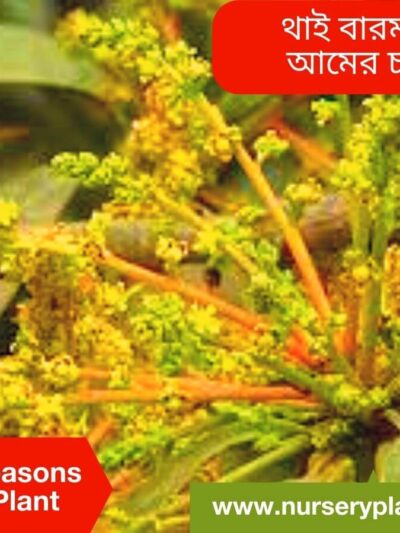 All Seasons Mango Tree
